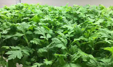 よもぎ玄米ソフトバーム [お菓子 スイーツ 焼き菓子 バウムクーヘン] おやつ よもぎの香り ふわふわ 軽やかな口当たり お茶菓子 ティータイム 