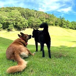 サンロイヤルゴルフクラブ 平日 1名様 プレー券 (4枚セット) [ サンロイヤルGC ゴルフ 加東市 兵庫県 関西 ゴルフ場 ] ゴルフ場利用券 社会人 大人 趣味 スポーツ 美しいコース フラット ワイド 