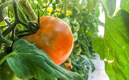 H-14　【昭和初期から受け継ぐ伝統栽培】酸味と甘みのバランスがよい「揖保川トマト」2kg【発送時期：12月～６月】