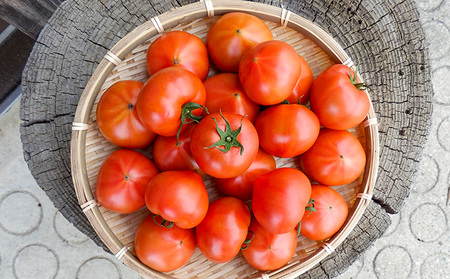 G-9【昭和初期から受け継ぐ伝統栽培】酸味と甘みのバランスがよい「揖保川トマト」4kg【発送時期：12月～６月】