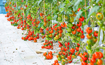 G-9【昭和初期から受け継ぐ伝統栽培】酸味と甘みのバランスがよい「揖保川トマト」4kg【発送時期：12月～６月】