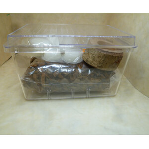 ダイトウヒラタクワガタ成虫ペア飼育セット付【1513604】