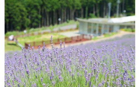 ラベンダー癒しの安眠セットC [1089]