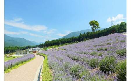 ラベンダー癒しの安眠セットC [1089]