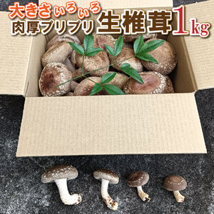 肉厚プリプリ生椎茸１kg[1130]