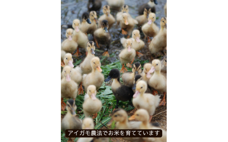 【若づる米】オーガニック 有機米 きぬむすめ 玄米 3kg[1175]