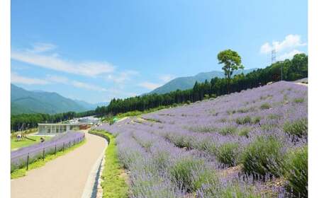 ラベンダーの贈り物[072]