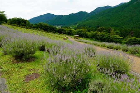 ラベンダー 多可の香セット[183] | 兵庫県多可町 | ふるさと納税サイト