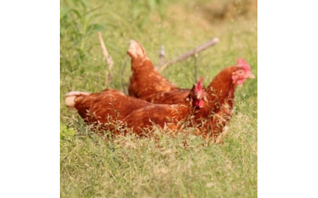 黄身のつまめる元気たまご[228]