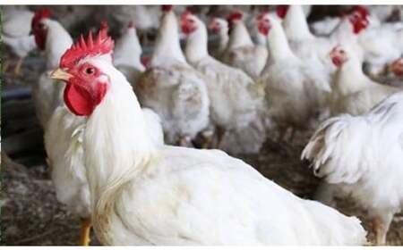 多可の播州百日どりヘルシーセット[236] 鶏肉 むね肉 ささみ ２kg 冷蔵 播州百日どり