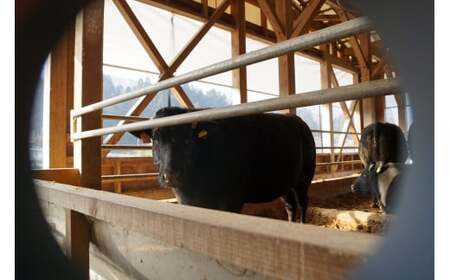 神戸ビーフ 焼肉用 TKY2[609] 神戸牛