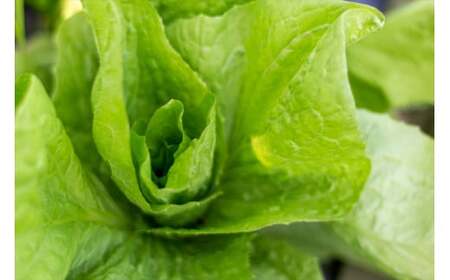 【最優秀賞受賞！甘味＆栄養】有機JAS認証の無農薬、チヨちゃんの野菜１回のみ[952]