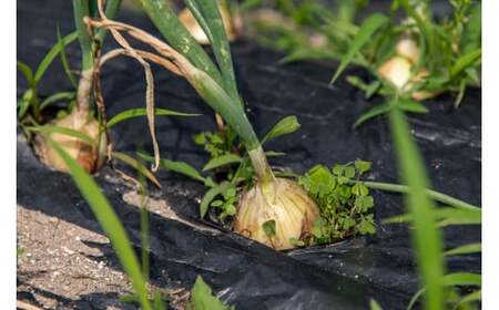 【最優秀賞受賞！甘味＆栄養】有機JAS認証の無農薬、チヨちゃんの野菜１回のみ[952]