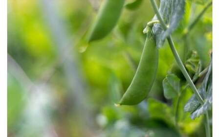 【最優秀賞受賞！甘味＆栄養】有機JAS認証の無農薬、チヨちゃんの野菜１回のみ[952]
