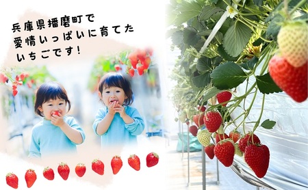 兵庫県播磨町産 季節のイチゴ(約260g)×4パック
