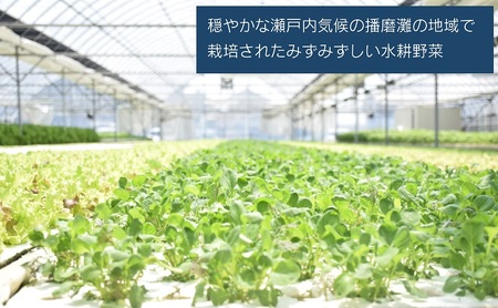 【定期便6回】毎月お届け 水耕野菜セット（3～5種類10パック程）