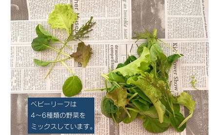 水耕野菜セット(3~5種類10パック程)