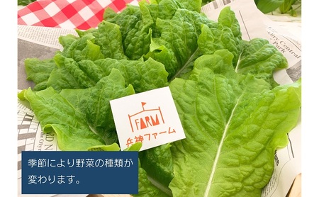 水耕野菜セット(3~5種類10パック程)