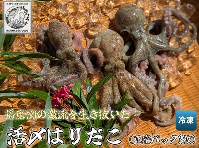 播磨町産活け〆はりだこ 3匹 タコ 海鮮 魚介類 瀬戸内 兵庫県 播磨町 9,375円
