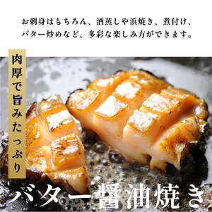 北海道利尻島産 天然〈活〉蝦夷アワビ500g（5～7個）【10月下旬～12月下旬発送】