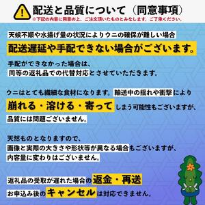 【2026年発送受付】利尻島産「朝どり」塩水生うに160g (80g×2) 天然キタムラサキウニ【6~8月発送分】｜北海道 朝獲れ 天然 塩水  無添加 ミョウバン不使用 [1090018]