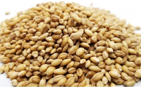 もち麦ラテ プレーン 45g×9袋 カフェインフリー 