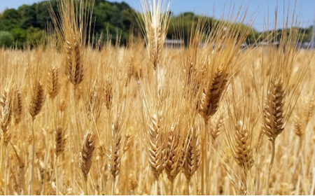 もち麦ラテ ココア 45g×8袋