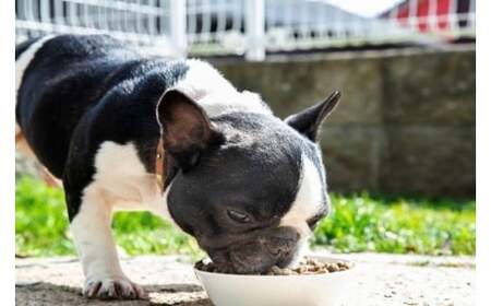 【毎日げんきおやつ】国産 お魚ビッツ 70g ペットフード ドッグフード 無添加 おやつ