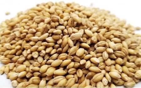 もち麦 和のティータイムセット(小) わらびもち麦 コーヒー ドリップパック 粉 もちむぎ