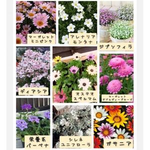 季節のお花お任せ24苗セット【1242345】