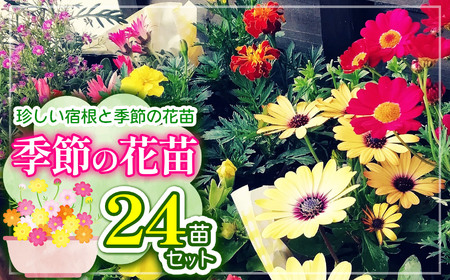 季節の花苗24苗セット珍しい宿根と季節の花苗 | 季節 季節のお花 お花 花 フラワー 24苗 セット ガーデニング 苗 兵庫県 上郡町