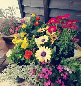 季節の花苗24苗セット珍しい宿根と季節の花苗 | 季節 季節のお花 お花 花 フラワー 24苗 セット ガーデニング 苗 兵庫県 上郡町