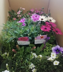 季節の花苗24苗セット珍しい宿根と季節の花苗 | 季節 季節のお花 お花 花 フラワー 24苗 セット ガーデニング 苗 兵庫県 上郡町