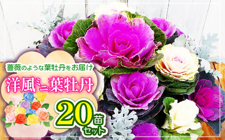 洋風ミニ葉牡丹セット◆葉牡丹の産地より薔薇のような葉牡丹をお届け◆20苗 | ミニ葉牡丹 牡丹 お花 花 葉牡丹 苗 ガーデニング ガーデン 兵庫県 上郡町