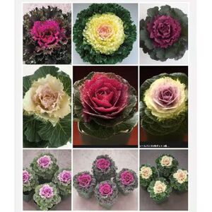 洋風ミニ葉牡丹セット◆葉牡丹の産地より薔薇のような葉牡丹をお届け◆20苗 | ミニ葉牡丹 牡丹 お花 花 葉牡丹 苗 ガーデニング ガーデン 兵庫県 上郡町