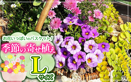 お花一杯バスケット寄せ植えLサイズ(35cm程度)季節の寄せ植え | お花 花 バスケット 季節の花 ガーデニング ガーデン 寄せ植え 苗 兵庫県 上郡町