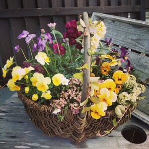 お花一杯バスケット寄せ植えLサイズ(35cm程度)季節の寄せ植え | お花 花 バスケット 季節の花 ガーデニング ガーデン 寄せ植え 苗 兵庫県 上郡町