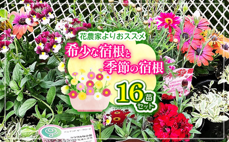 花農家よりおススメ希少な宿根と季節の宿根セット16苗 | おすすめ 宿根草 セット かわいい 華やか 兵庫県 上郡町