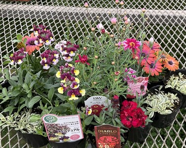 花農家よりおススメ希少な宿根と季節の宿根セット16苗 | おすすめ 宿根草 セット かわいい 華やか 兵庫県 上郡町