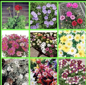 花農家よりおススメ希少な宿根と季節の宿根セット16苗 | おすすめ 宿根草 セット かわいい 華やか 兵庫県 上郡町