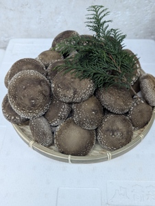 菌床生しいたけ 1.3kg | 生しいたけ しいたけ シイタケ 椎茸 きのこ キノコ 自家製造 肉厚 しいたけのステーキ  兵庫県 上郡町