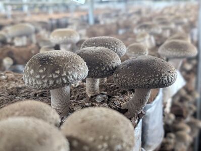 菌床生しいたけ 1.3kg | 生しいたけ しいたけ シイタケ 椎茸 きのこ キノコ 自家製造 肉厚 しいたけのステーキ  兵庫県 上郡町