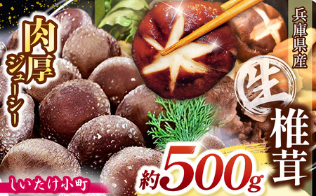 兵庫県産 生椎茸 「 しいたけ小町 」 約500g | 生しいたけ しいたけ シイタケ 椎茸 きのこ キノコ 野菜 山菜 兵庫県 上郡町