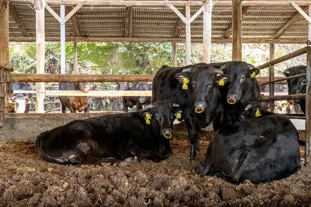神戸牛一頭焼肉食べ比べセット 800g | ロース もも かた ばら 焼肉 肉 牛肉 神戸牛 兵庫県 上郡町