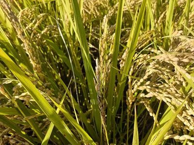 【令和7年産】『タガメの里・自然米』ぴかまる 玄米5kg 【有機JAS認証米】 | お米 こめ 米 コメ こめ ぴかまる 玄米 有機JAS認証米 兵庫県 上郡町