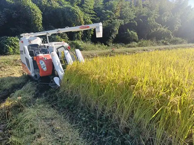 【令和7年産】『タガメの里・自然米』ぴかまる 玄米5kg 【有機JAS認証米】 | お米 こめ 米 コメ こめ ぴかまる 玄米 有機JAS認証米 兵庫県 上郡町
