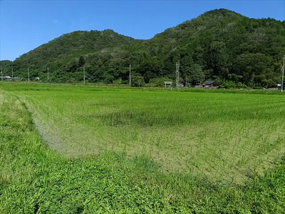 【令和7年産】『タガメの里・自然米』ぴかまる 玄米5kg 【有機JAS認証米】 | お米 こめ 米 コメ こめ ぴかまる 玄米 有機JAS認証米 兵庫県 上郡町