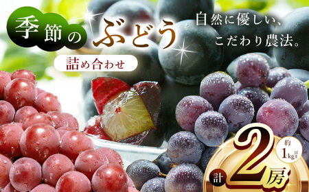 【先行予約】季節のぶどう詰め合わせ2房入り(約1kg～) | フルーツ ぶどう 詰合せ 兵庫県 上郡町【発送は2026年9月1日～2026年9月30日頃予定】