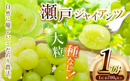 【先行予約】瀬戸ジャイアンツ 1房約700g～ | フルーツ ぶどう 詰合せ 兵庫県 上郡町【発送は2026年9月1日～2026年9月30日頃予定】