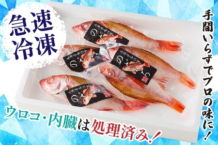 のどぐろ 処理済 のどぐろ大3匹 計約700～800g【令和8年3月下旬以降発送予定】 33-31